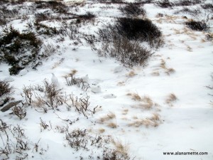 Ptarmigans - Nature's Perfect Camouflage