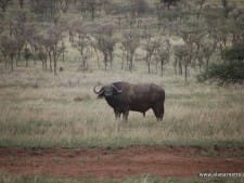 Cape Buffalo Cape Buffalo