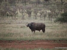 Cape Buffalo