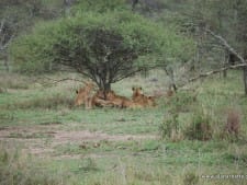 Lion Lion