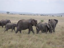 Elephants Elephants