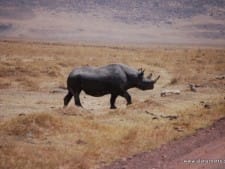 Rhino Rhino