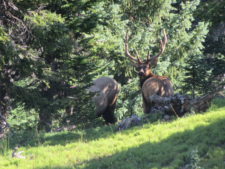 Elk near Mt. Ida