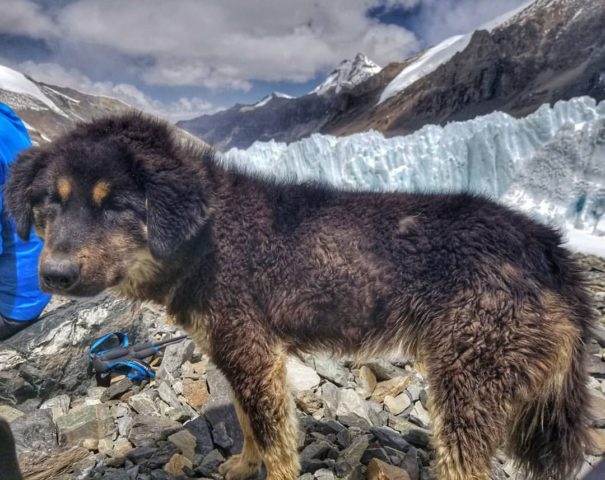 Dog on North Everest. courtesy of Adrian Balimger