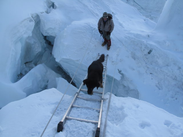 Everest Dog on ladder. courtesy of Bill Burke