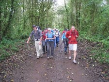 Kilimanjaro's Rain Forest