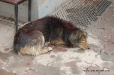 The Dogs of Kathmandu