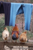 Sights and Sounds of the Khumbu