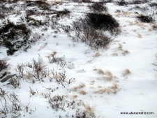 Ptarmigans - Nature's Perfect Camouflage