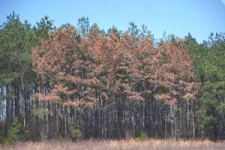 Pine Beetles Love Rush Limbaugh