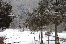 Snow in the Trees