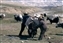 Yak herders lading a yak