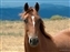 Colorado Horse