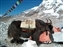 Yak at Everest Base Camp
