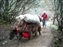 Yaks carrying loads to Everest Base Camp