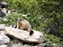 Marmott in Rocky Mountain National Park, Colorado