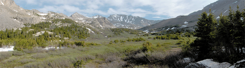 Mount HArvard in the back of the Horn Fork Basin
