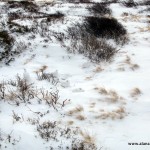 Ptarmigans in the winter Ptarmigans in the winter