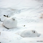 Ptarmigans in the winter Ptarmigans in the winter
