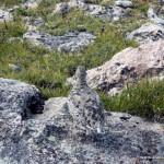 Ptarmigans in the summer Ptarmigans in the summer
