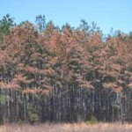 Pine Beetle Destruction Pine Beetle Destruction