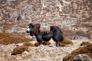 Yak