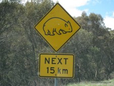 Watch out for the Wallabies!