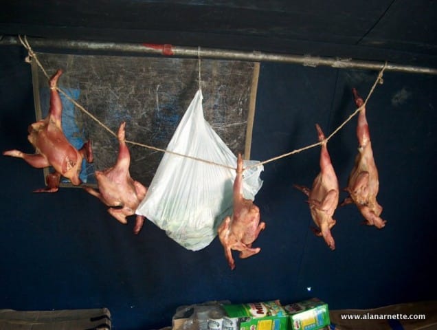 Chicken at Everest Base Camp