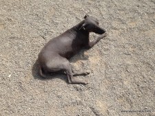 Hairless Dog from Royality