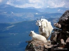 Quandary Goats