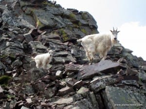 A mother mountain goat and her newborn on Pyramid Peak