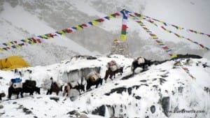 Everest Base Camp 2015