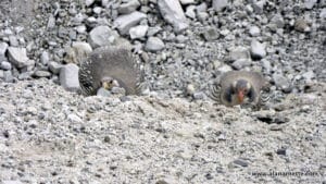 Himalayan SnowcockHimalayan Snowcock