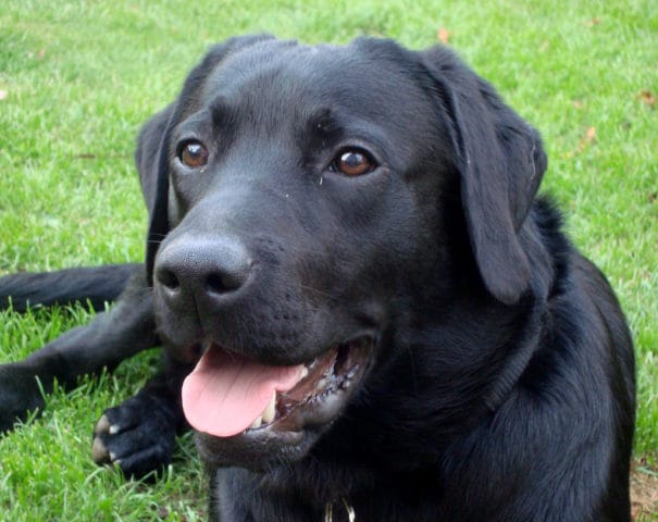 Black Lab