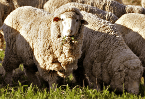 Merino_sheep
