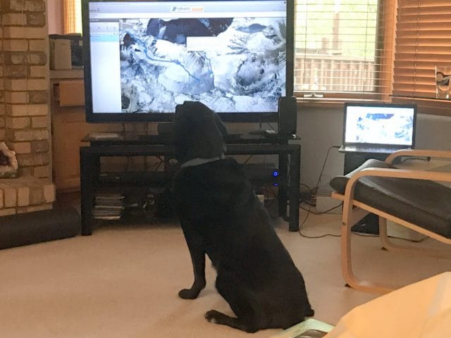 Jake the Wonder Dog watching Jim