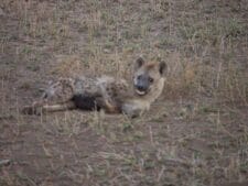 Serengeti Hyena