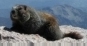 Marmott on the summit