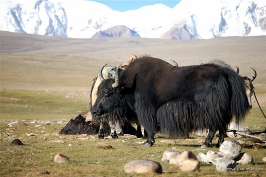 Click for large image