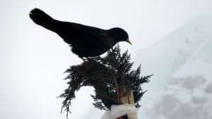 Himalayan Chuff